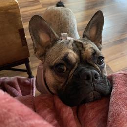 Bella - French Bulldog
