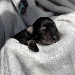Girl 3 - Salt and pepper female Miniature Schnauzer puppy in Seagoville, Texas from JC miniature schnauzers