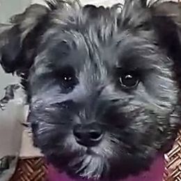 Salt and Pepper - Miniature Schnauzer puppy from Schnauzer Affinity