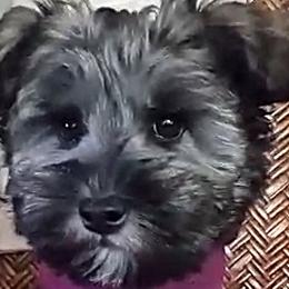 Salt and Pepper - Miniature Schnauzer puppy from Schnauzer Affinity