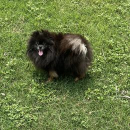 Violet - Pomeranian