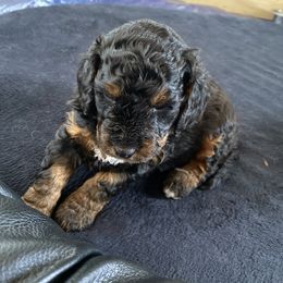 Bernedoodle Puppies from Better Day Bernedoodles