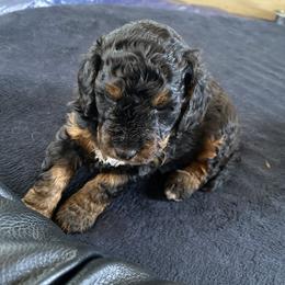 Bernedoodle Puppies from Better Day Bernedoodles