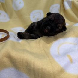 Brown Collar Female - Sable female German Shepherd puppy in Louisville, Kentucky from Barrage K9