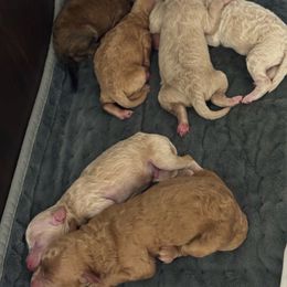 Cinnamon - Apricot female Poodle puppy in Haines City, Florida from Noelle Poodles