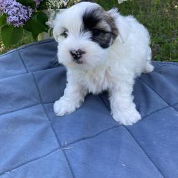 Coton de Tulear Puppies from Darryl's Cotons de Tulear