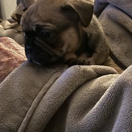 Donner - Fawn and white male French Bulldog puppy in Greenville, Texas from Big Bullies N Texas