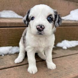 Lucchese - Blue merle female Aussiedoodle puppy in Clara City, Minnesota from Good Shepherd Aussiedoodles