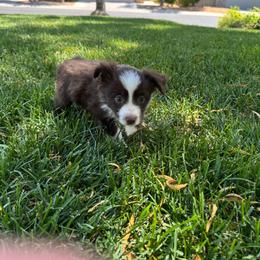 Honey - Red & white female Miniature Australian Shepherd puppy in Las Vegas, Nevada from Marii's Aussies