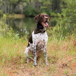 German Shorthaired Pointers from Lowcountry Southern GSP'S