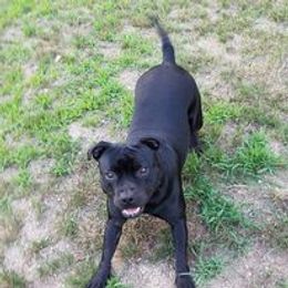 Staffordshire Bull Terrier All Grown Up from Noumenon Staffords