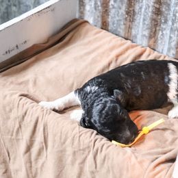 Poodle Puppies from BC’s Poodles on the Mountain