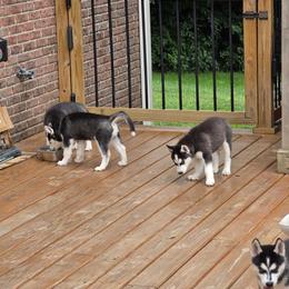 Siberian Husky Puppies from Nikolay Veltchev