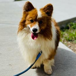 Cowboy - Pembroke Welsh Corgi