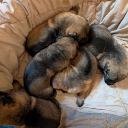 Male 3 - Sable male German Shepherd puppy in Springtown, Texas from Odom's German Shepherds