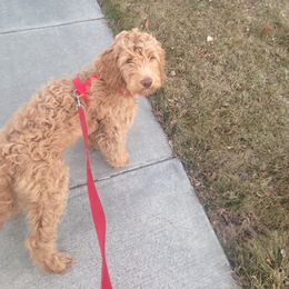 Goldendoodle Puppies from Natalie Cole's Goldendoodles