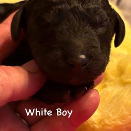 Titan - white collar - Black male Poodle puppy in Lebanon, Ohio from Lucky's Legacy
