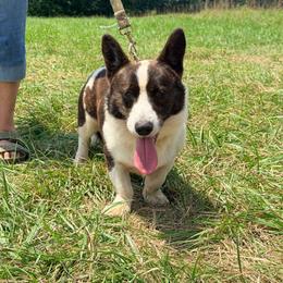 Hank - Cardigan Welsh Corgi