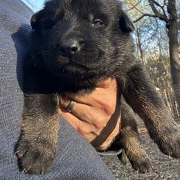 Rifar (Gray Collar) - Bi-color male German Shepherd puppy in Moore, South Carolina from Von Zorhaus