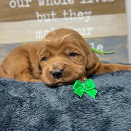 Meli's Green Male - Apricot male Goldendoodle puppy in Great Falls, Montana from Montana Goldendoodles