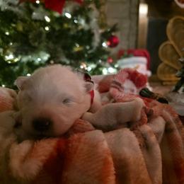 Red - White male Samoyed puppy in San Antonio, Texas from Hill Country Samoyeds
