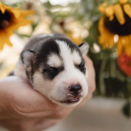 Siberian Husky Puppies from Husky Love and Pups