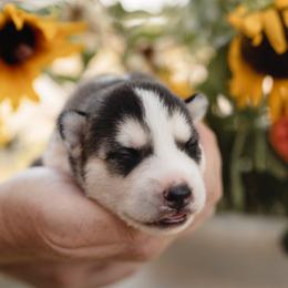 Siberian Husky Puppies from Husky Love and Pups