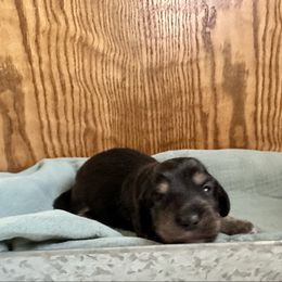 Boy 3 - Black and cream male Dachshund puppy in Wolf Lake, Indiana from Canisteo Dachshunds