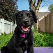 Border Collie, Golden Retriever, and Sporty Mix Puppies from Turbo Border Collies & Coltrievers