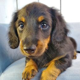 Dakota - Black and tan male Dachshund puppy in Mountain Grove, Missouri from Callaway Country Dachshunds