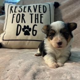 Button-Full fluffy - Black and tan female American Corgi puppy in Decatur, Texas from Bar S Corgis