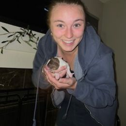 Miniature Australian Shepherd Puppies from Amberwood DD Aussies