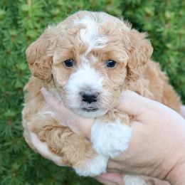 Oakley (mint green collar) - Apricot female Schnoodle puppy in Mouth Of Wilson, Virginia from HoneyBunn Doodle Co.