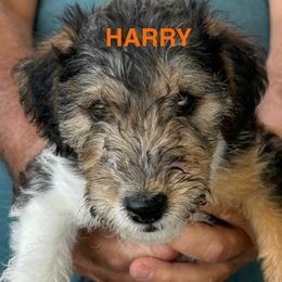 Harry - White black and tan male Wire Fox Terrier puppy in Traverse City, Michigan from White Barn Wires