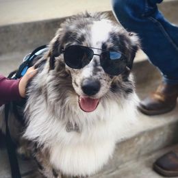 Kaiyden - Australian Shepherd