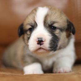 Pembroke Welsh Corgi Puppies from Ayers Acres Corgis