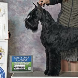 Giant Schnauzers from Almost Heaven Giants