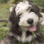 Barbado da Terceira Puppies from New World Barbado da Terceira