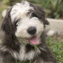 Barbado da Terceira Puppies from New World Barbado da Terceira