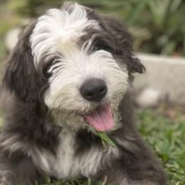 Barbado da Terceira Puppies from New World Barbado da Terceira