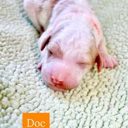 Doc - Parti male Goldendoodle puppy in Stockton, California from Port City Doodles