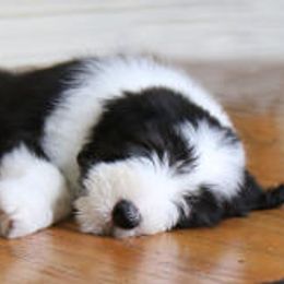 Bearded Collies from Bodacious Beardies