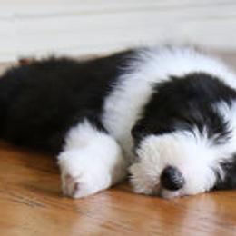 Bearded Collies from Bodacious Beardies