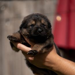 Girl 2 - Sable female German Shepherd puppy in Tamiami, Florida from Vom MontHaus
