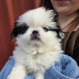 Baxter - male French Bulldog puppy in Salem, Oregon from Chinnychinchinofsalem