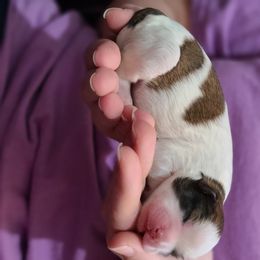 Maltipoo and Shihpoo Puppies from Cuddable Pups