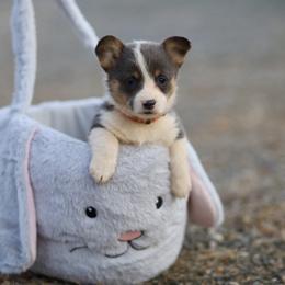 Girl 2 - Blue female Pembroke Welsh Corgi puppy in Ocala, Florida from Dolan Farms Corgis