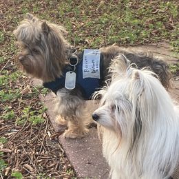 Yorkshire Terrier Puppies from Toy Town Yorkies
