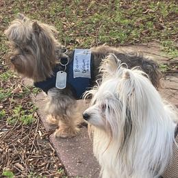 Yorkshire Terrier Puppies from Toy Town Yorkies