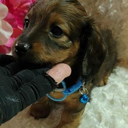 Dachshund Puppies from CLARK'S BREEDING PROGRAM
